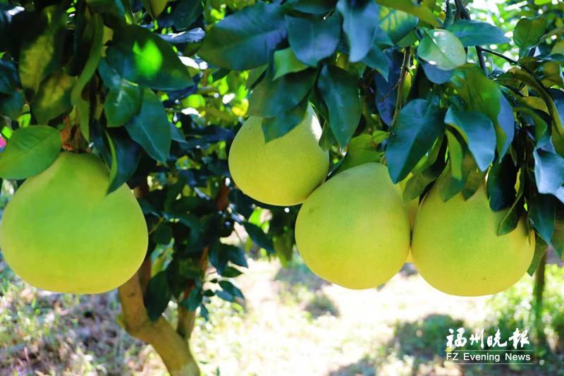 连江蓼沿乡打造“花果山” 红宝石青柚抢“鲜”上市