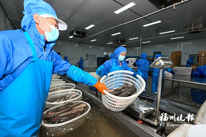 海上福州风帆劲 奋楫逐浪勇争先