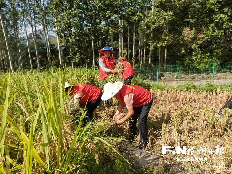 福州：稻浪翻滚处 跃动“志愿红”