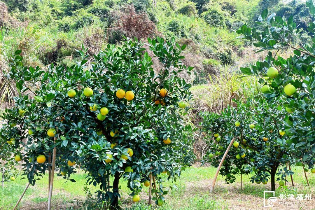 这是秋天最治愈的“丰收色”！