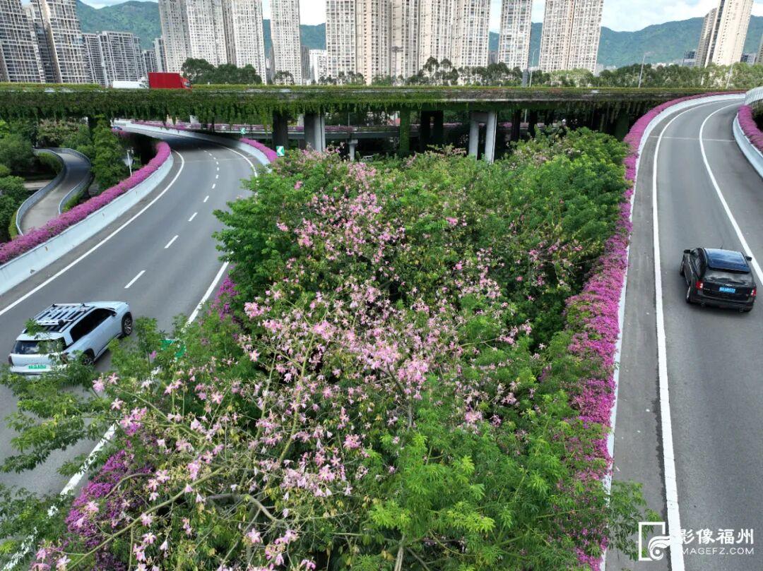 粉了！福州美人树开花！