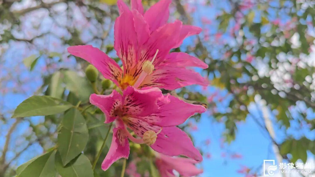 粉了！福州美人树开花！