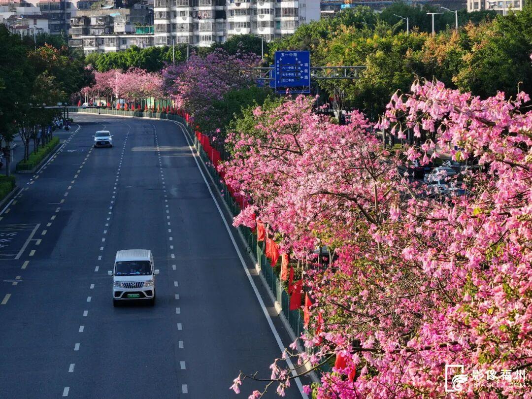 粉了！福州美人树开花！