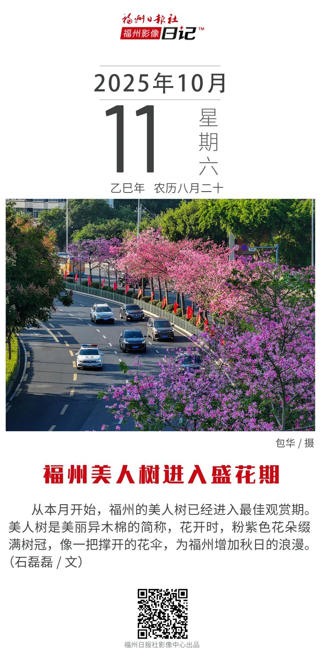 粉了！福州美人树开花！