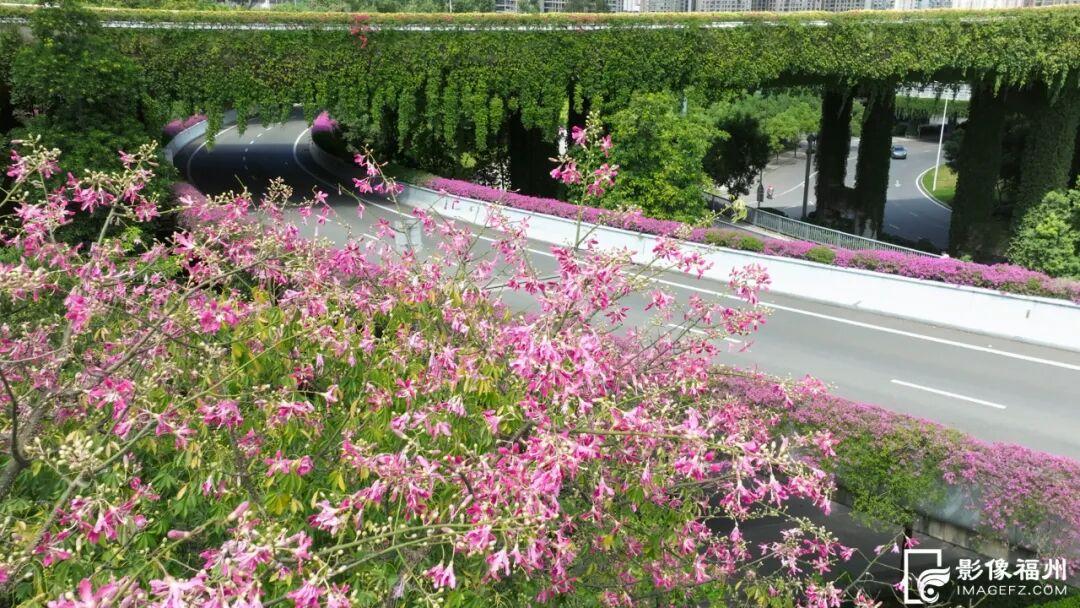 粉了！福州美人树开花！