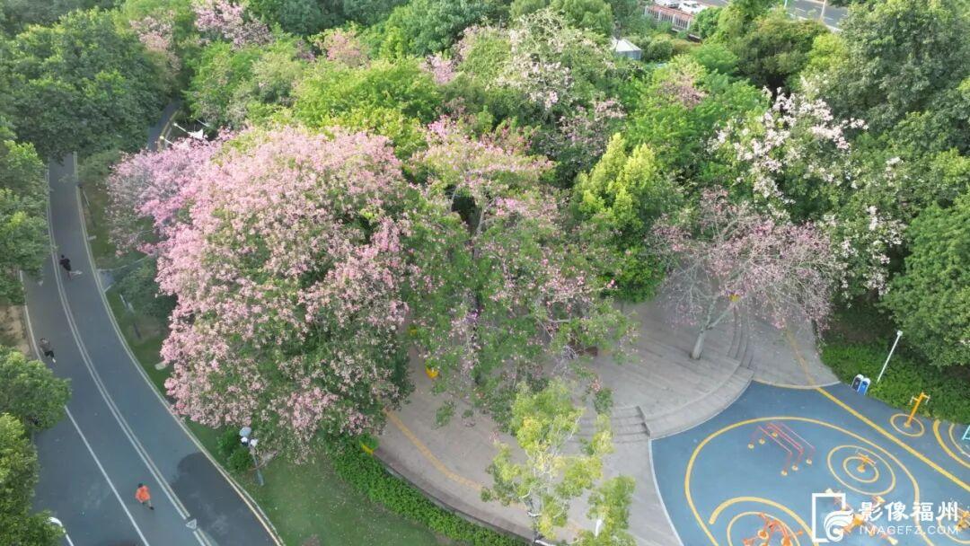 粉了！福州美人树开花！