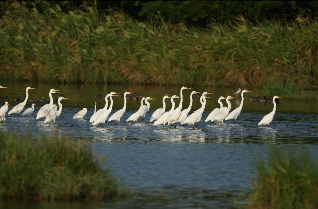 藏不住了！福州这里最绝场面即将来了！错过等一年！