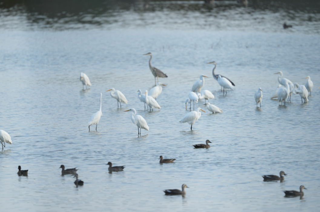 藏不住了！福州这里最绝场面即将来了！错过等一年！