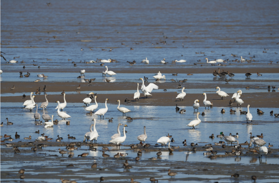 藏不住了！福州这里最绝场面即将来了！错过等一年！