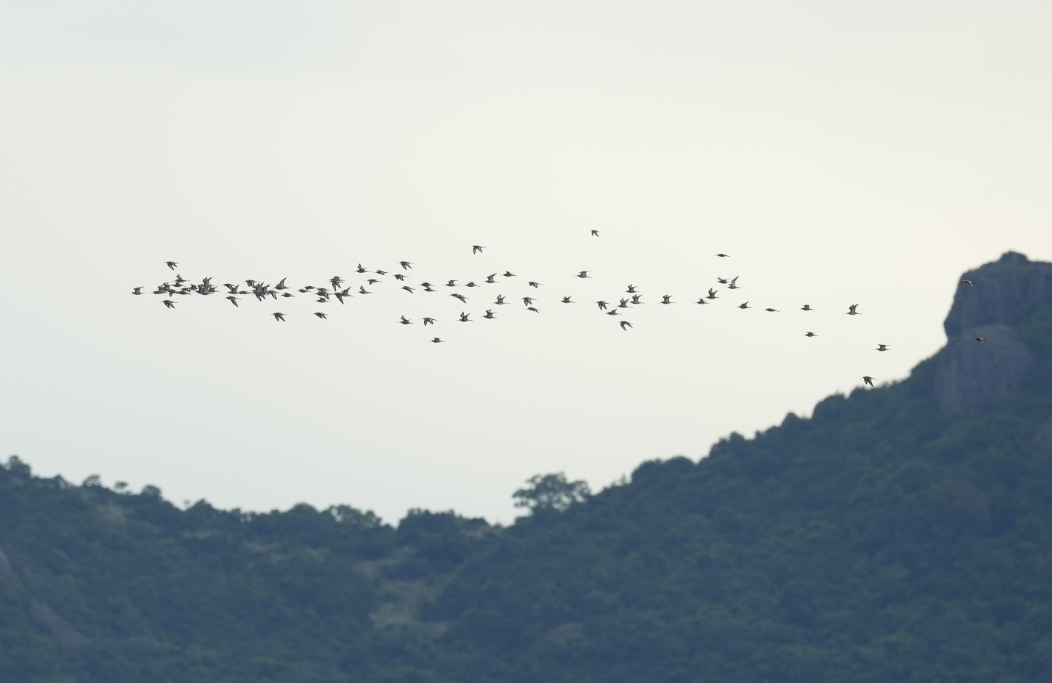 藏不住了！福州这里最绝场面即将来了！错过等一年！