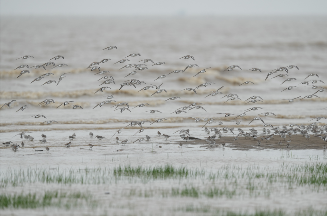 藏不住了!福州这里最绝场面即将来了!错过等一年! 藏不住了!福州这里最绝场面即将来了!错过等一年!