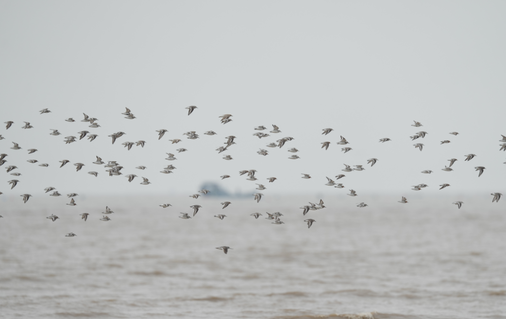 藏不住了！福州这里最绝场面即将来了！错过等一年！