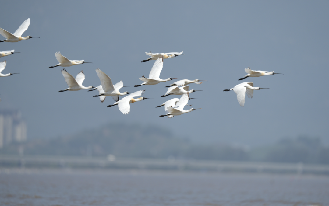藏不住了!福州这里最绝场面即将来了!错过等一年! 藏不住了!福州这里最绝场面即将来了!错过等一年!