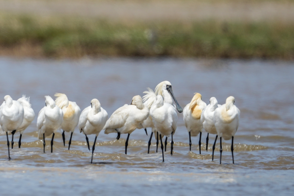 藏不住了！福州这里最绝场面即将来了！错过等一年！
