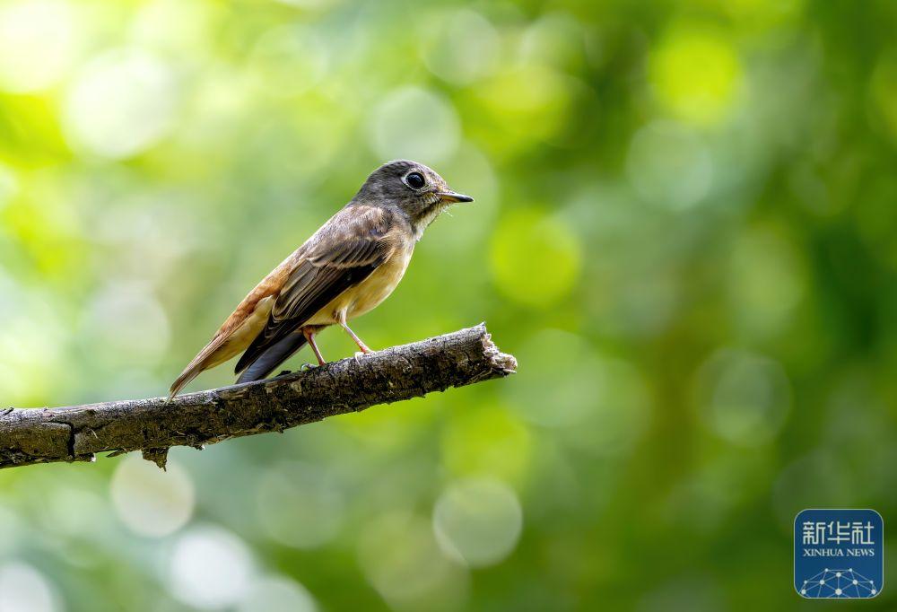 福建：候鸟乐园