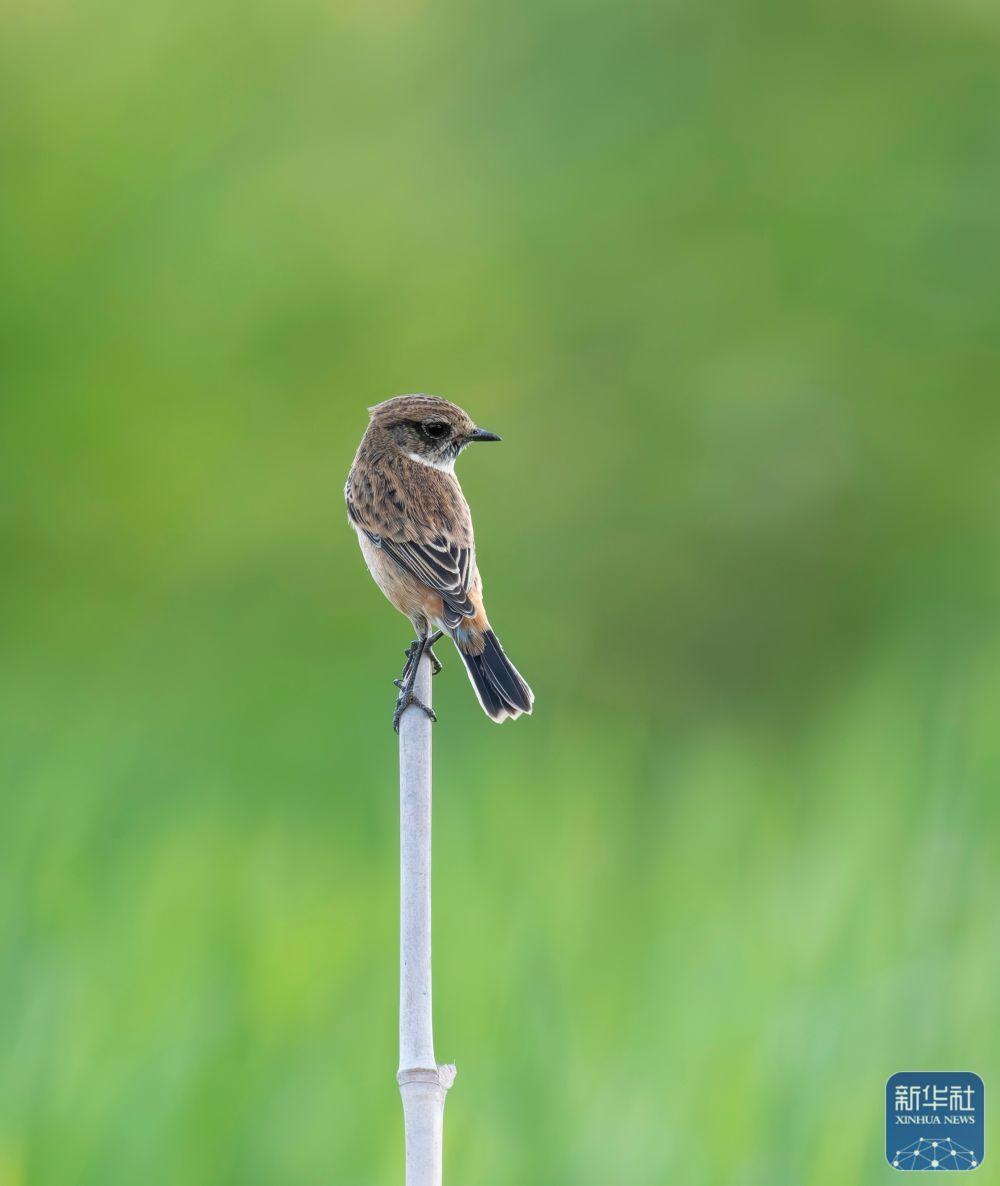 福建：候鸟乐园