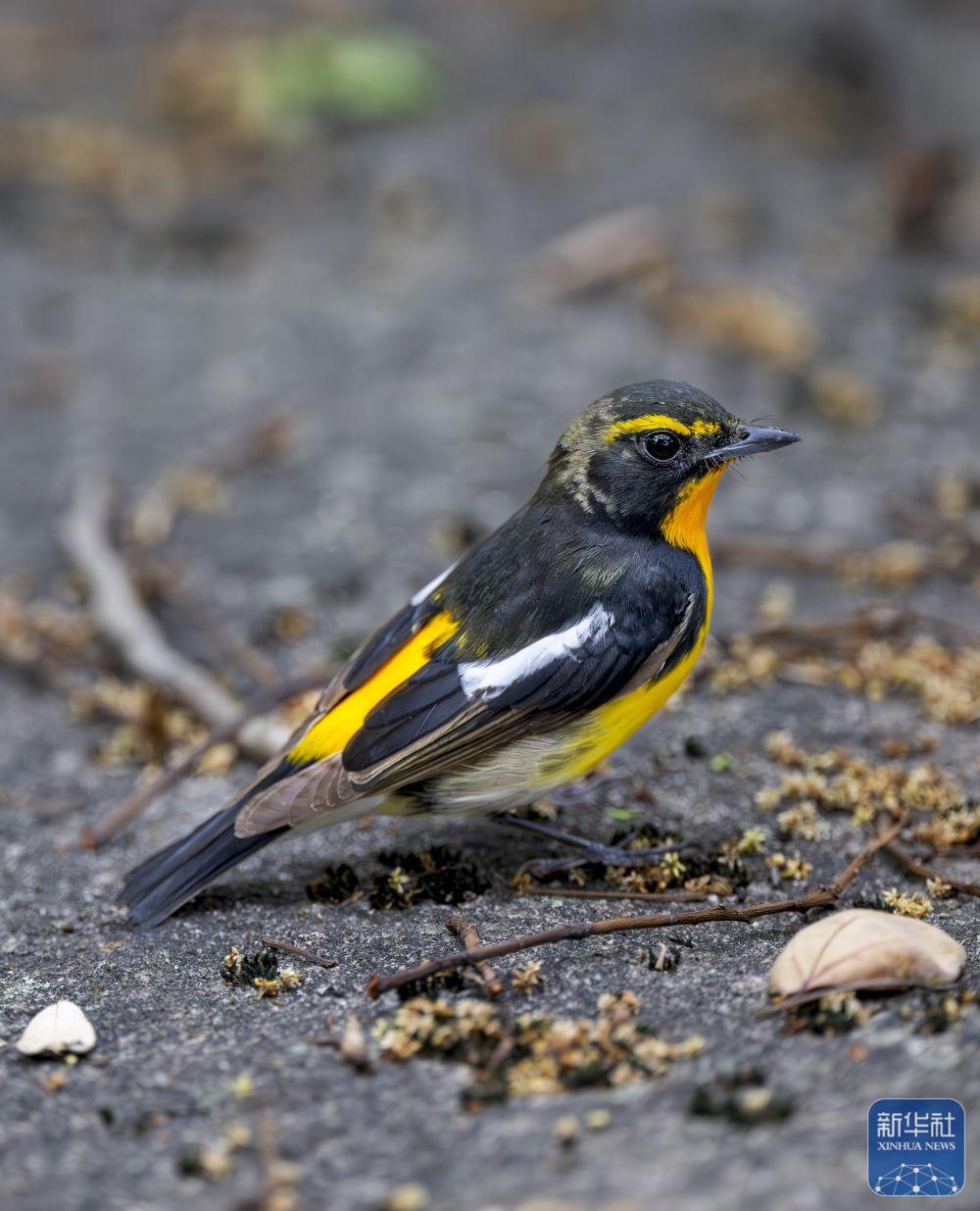 福建：候鸟乐园