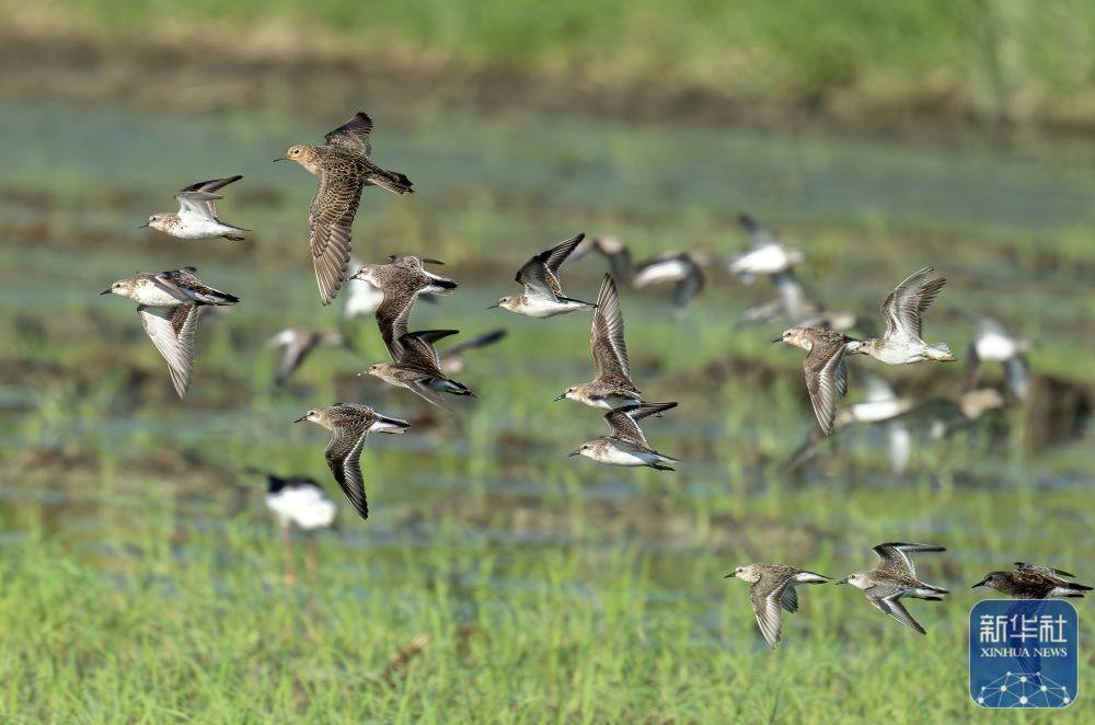 福建：候鸟乐园