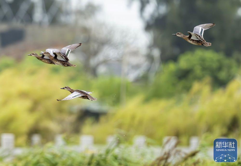 福建：候鸟乐园