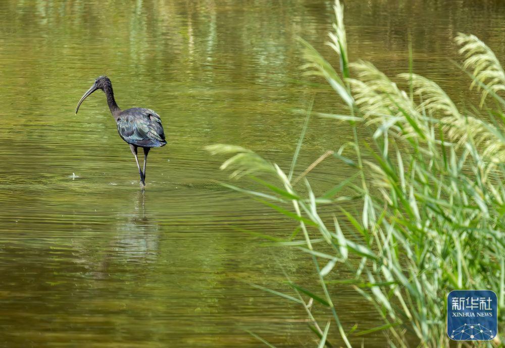 福建：候鸟乐园