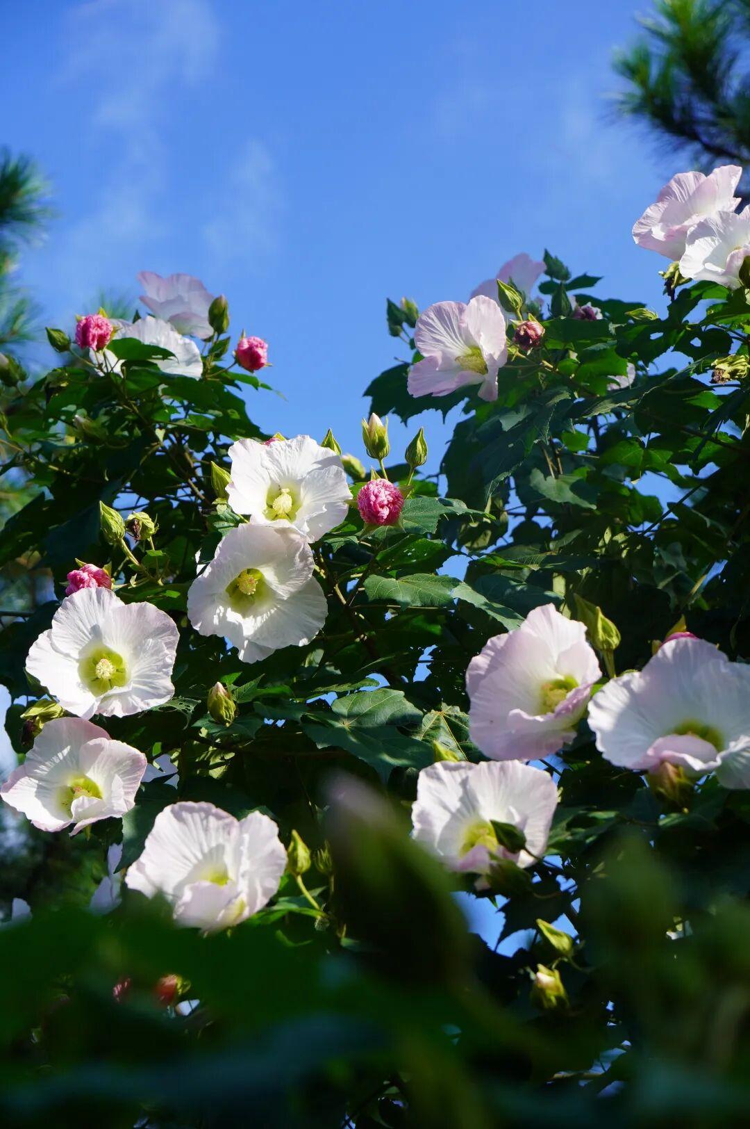 有“变色魔法”！鼓岭正成片盛放！很多人赶去打卡