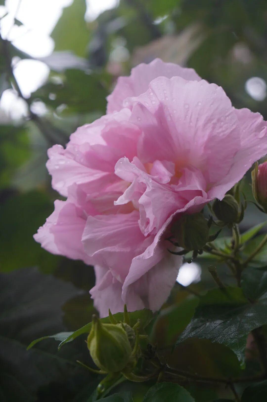 有“变色魔法”！鼓岭正成片盛放！很多人赶去打卡