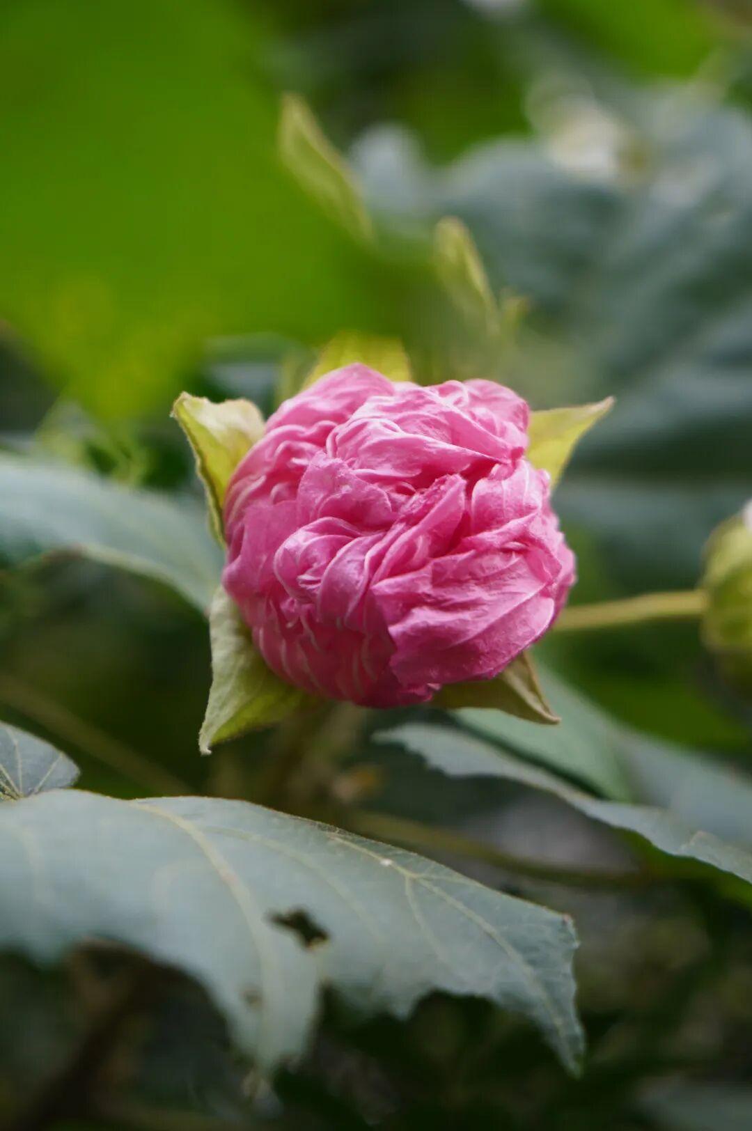 有“变色魔法”！鼓岭正成片盛放！很多人赶去打卡