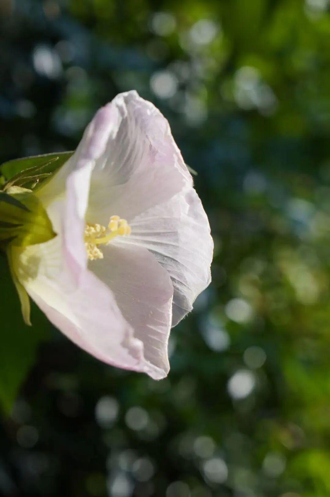 有“变色魔法”！鼓岭正成片盛放！很多人赶去打卡