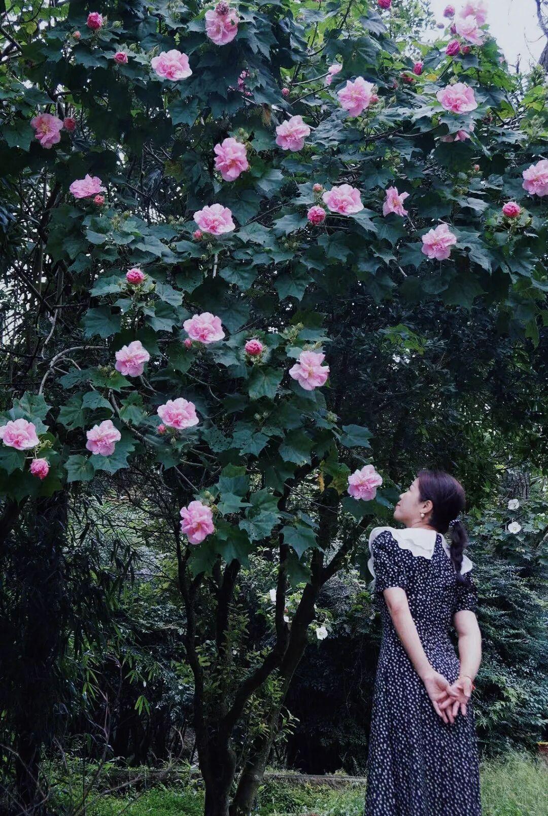 有“变色魔法”！鼓岭正成片盛放！很多人赶去打卡