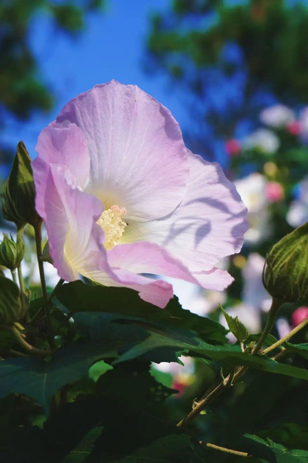 有“变色魔法”！鼓岭正成片盛放！很多人赶去打卡