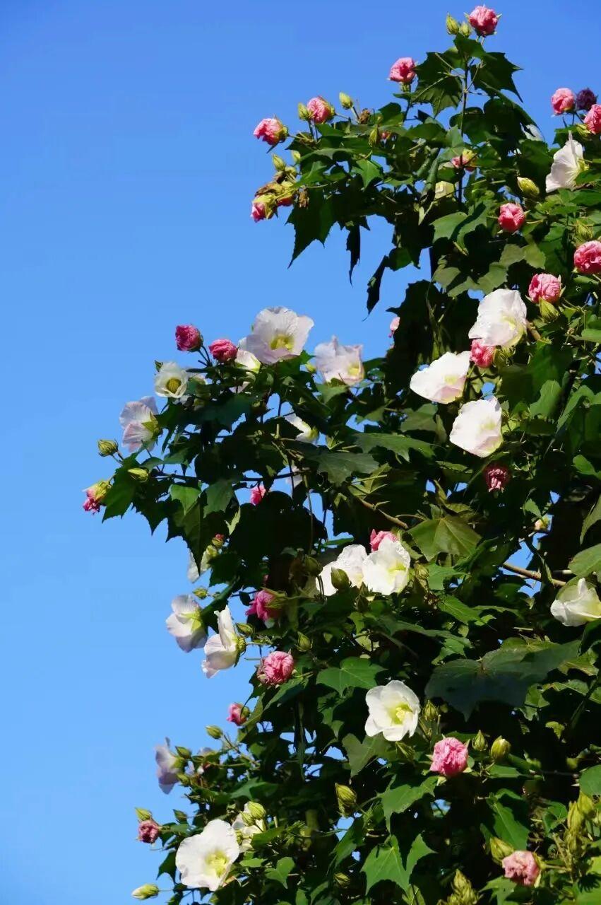 有“变色魔法”！鼓岭正成片盛放！很多人赶去打卡