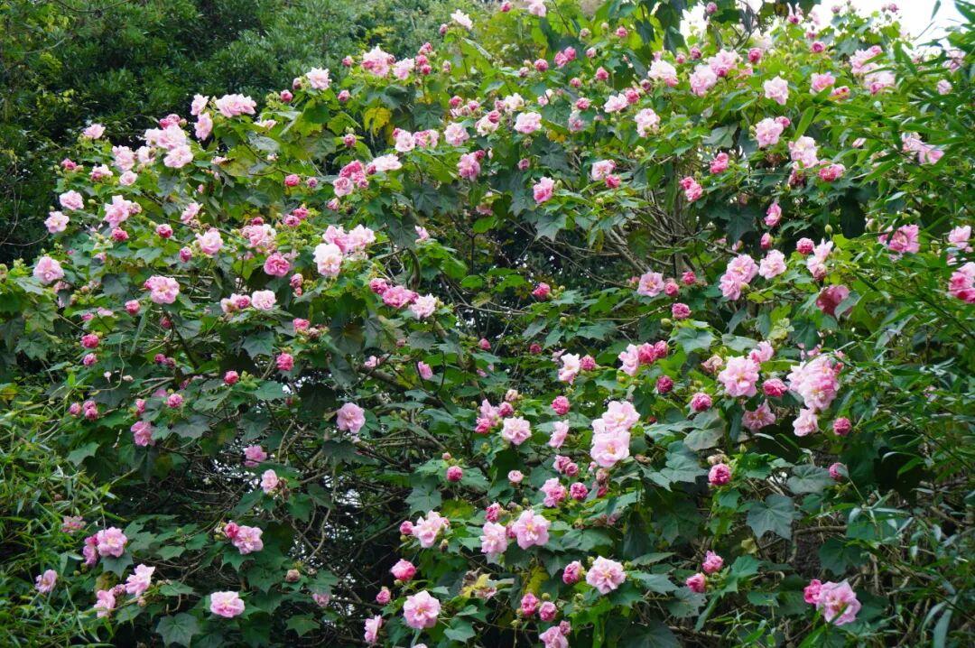 有“变色魔法”！鼓岭正成片盛放！很多人赶去打卡