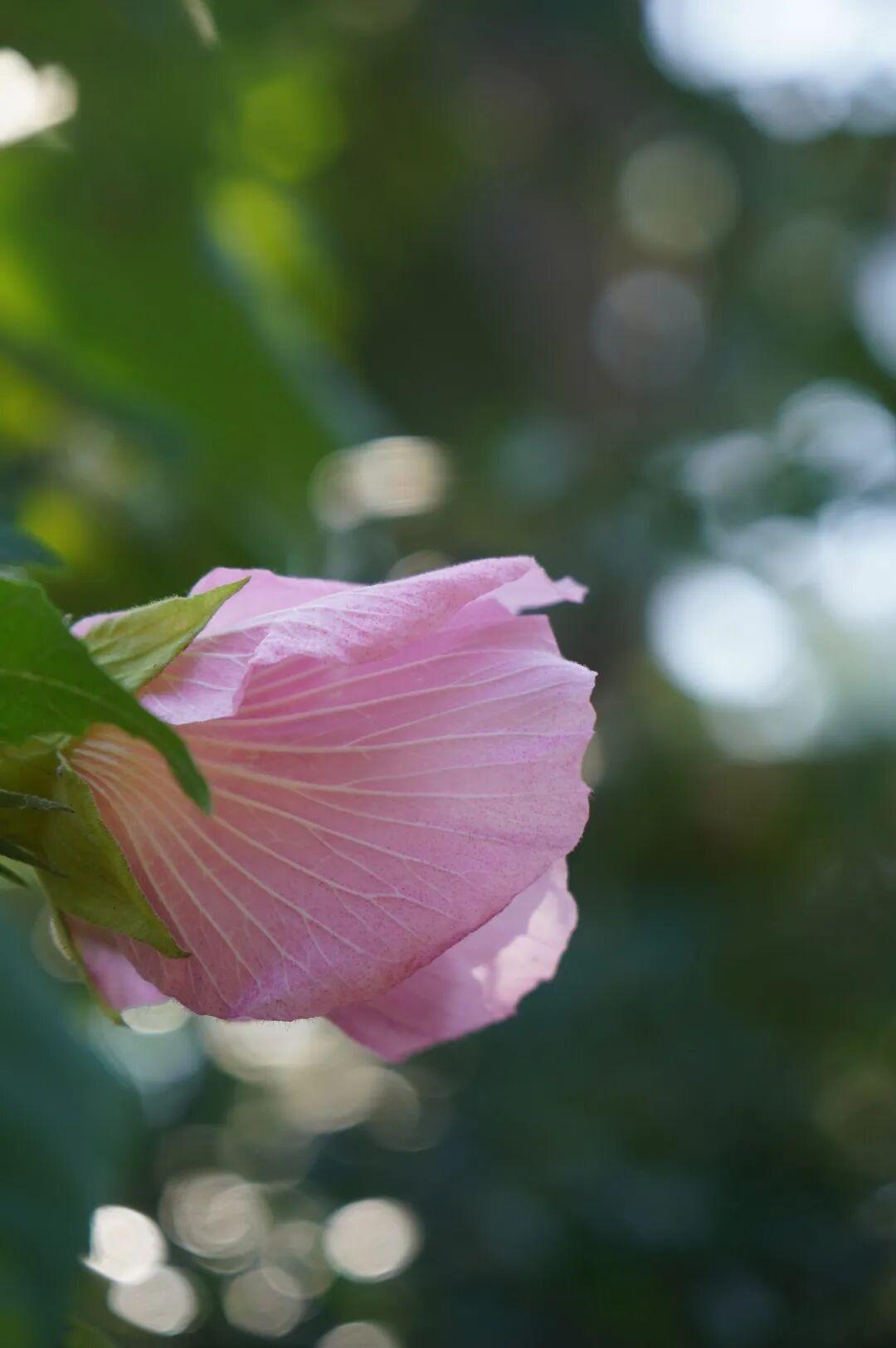 有“变色魔法”！鼓岭正成片盛放！很多人赶去打卡