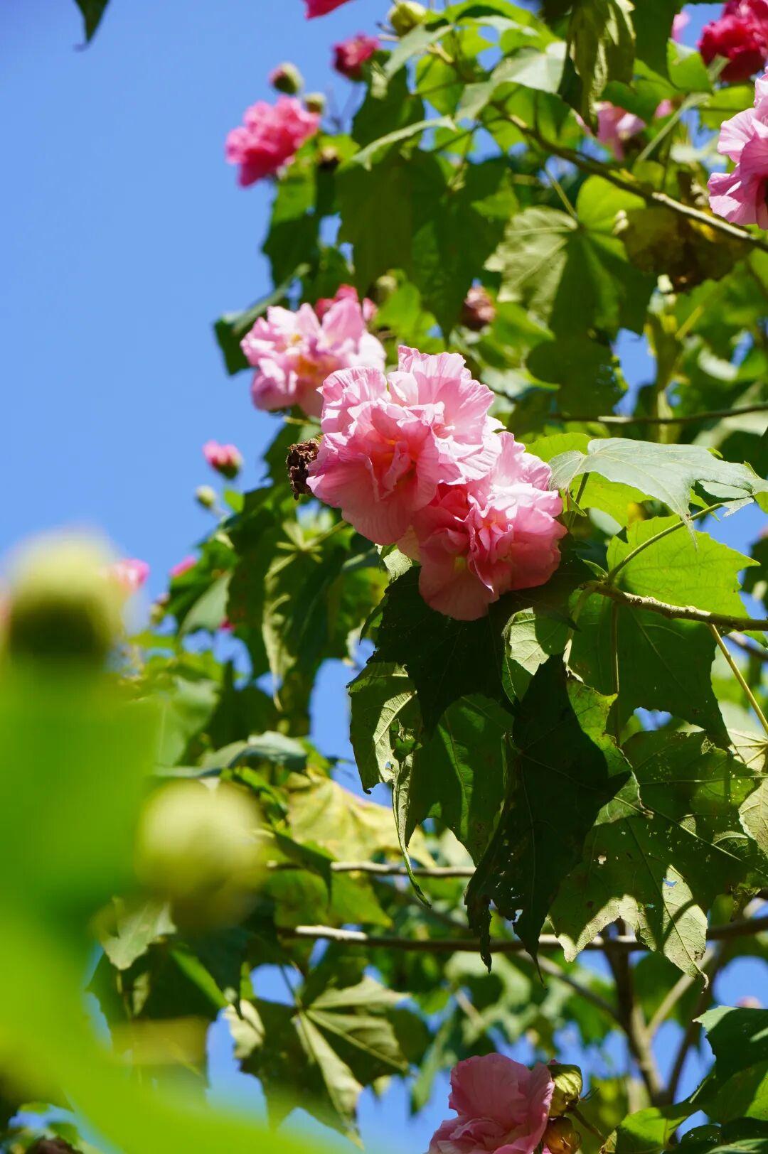 有“变色魔法”！鼓岭正成片盛放！很多人赶去打卡