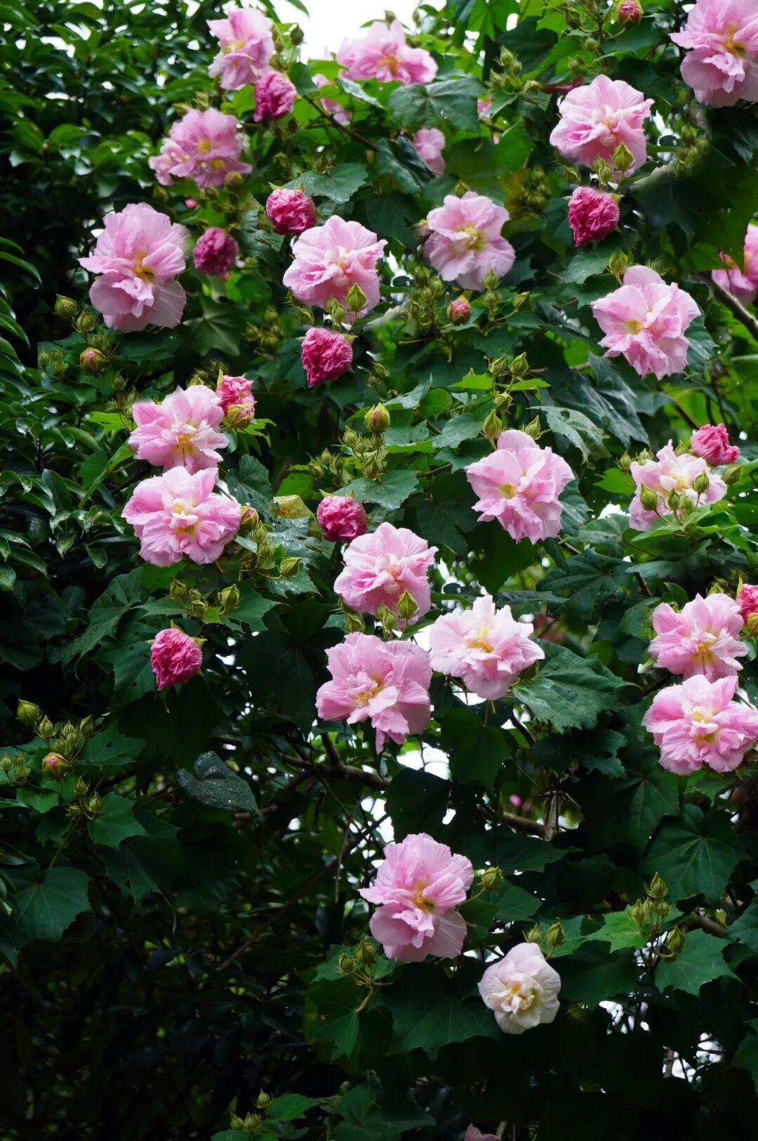 有“变色魔法”！鼓岭正成片盛放！很多人赶去打卡