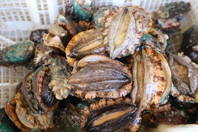 闽人智慧 | 原来，这就是全国“渔状元”的养成秘籍