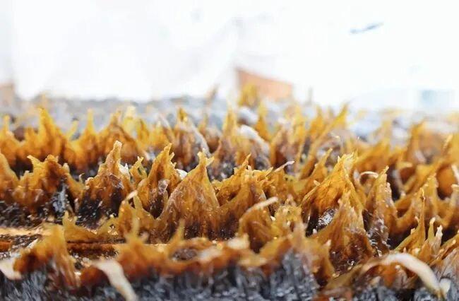 闽人智慧 | 原来，这就是全国“渔状元”的养成秘籍