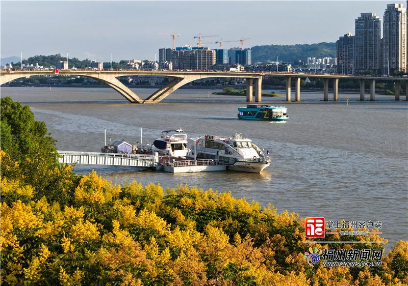 史铁生笔下的栾树，承包了福州的秋日浪漫