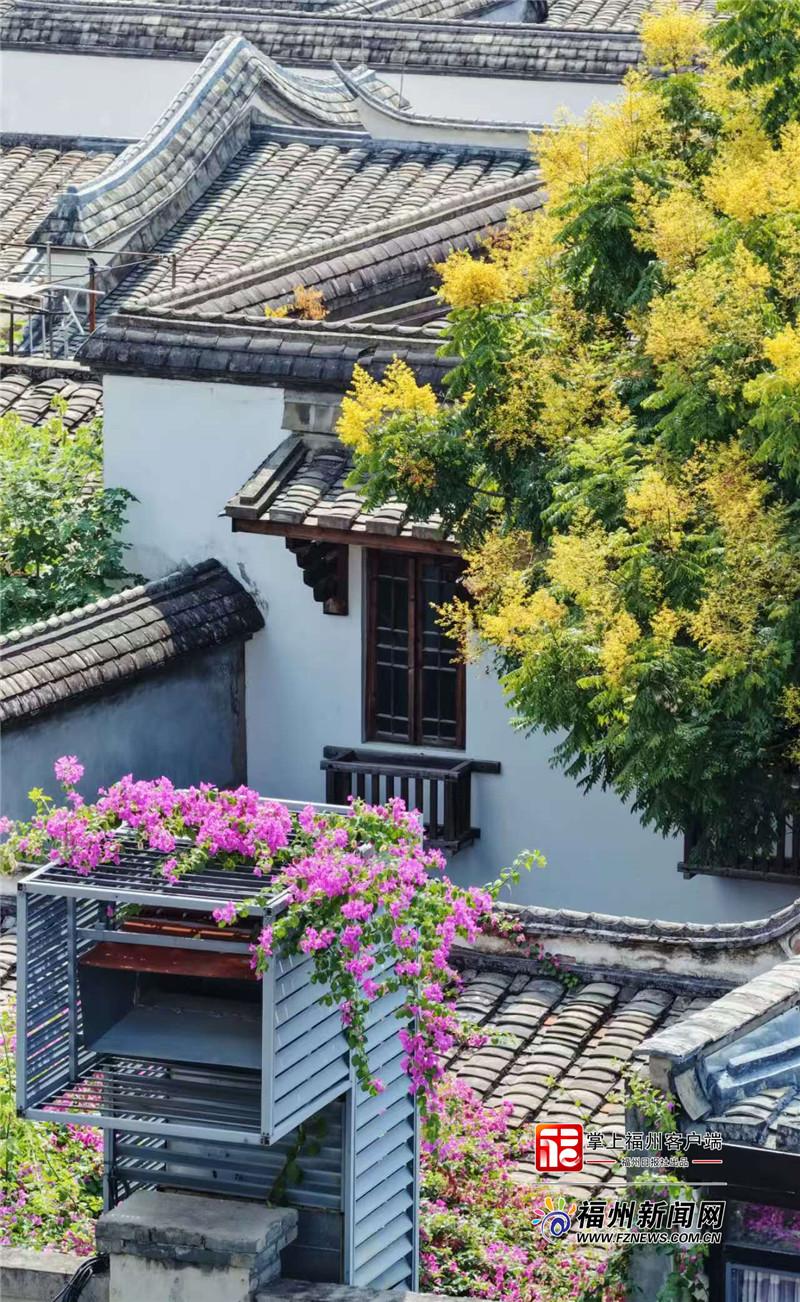 史铁生笔下的栾树，承包了福州的秋日浪漫