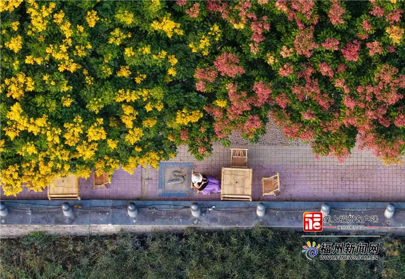 史铁生笔下的栾树，承包了福州的秋日浪漫