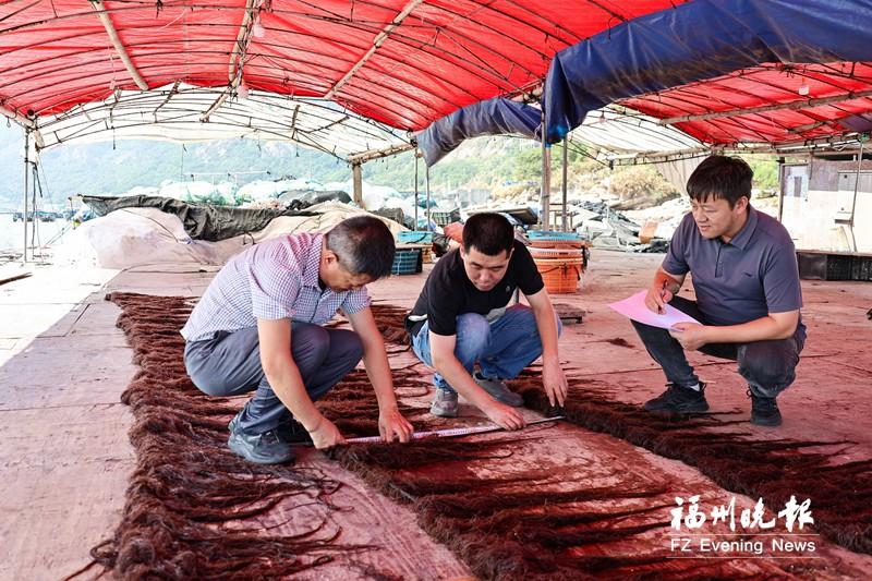 连江成功培育耐高温龙须菜 鲍鱼夏季也能喝上本土“牛奶”了