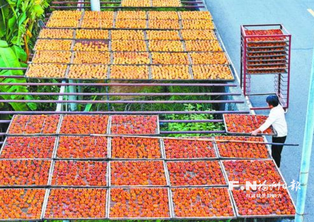 永泰梧桐镇秋晒柿饼农俗正盛 永泰梧桐镇秋晒柿饼农俗正盛