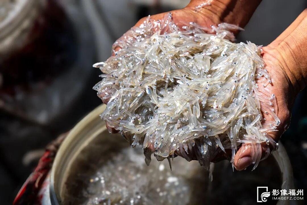 洁白如雪！这一口鲜，福州人都爱吃