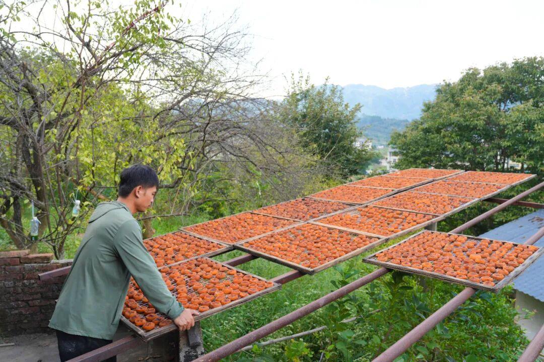 红了！福州版“晒秋”有点甜！