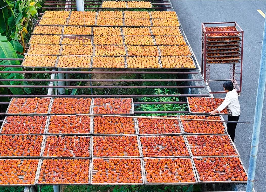 红了！福州版“晒秋”有点甜！