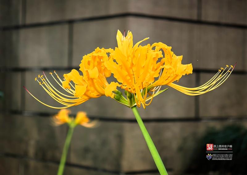 辟谣｜石蒜“触碰即中毒”？假的！