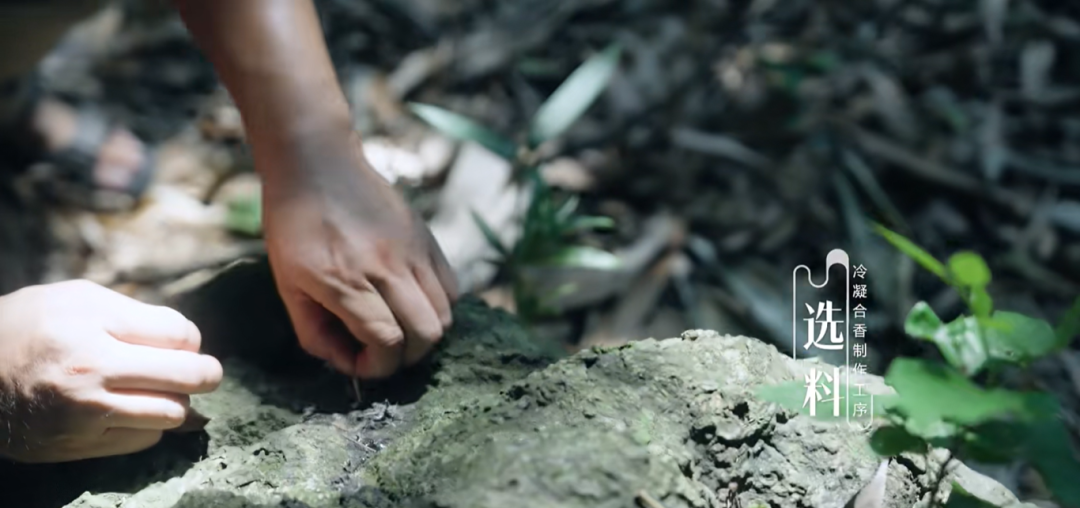 讲述福州｜《红楼梦》记载的“冷香”，在福州有传人！