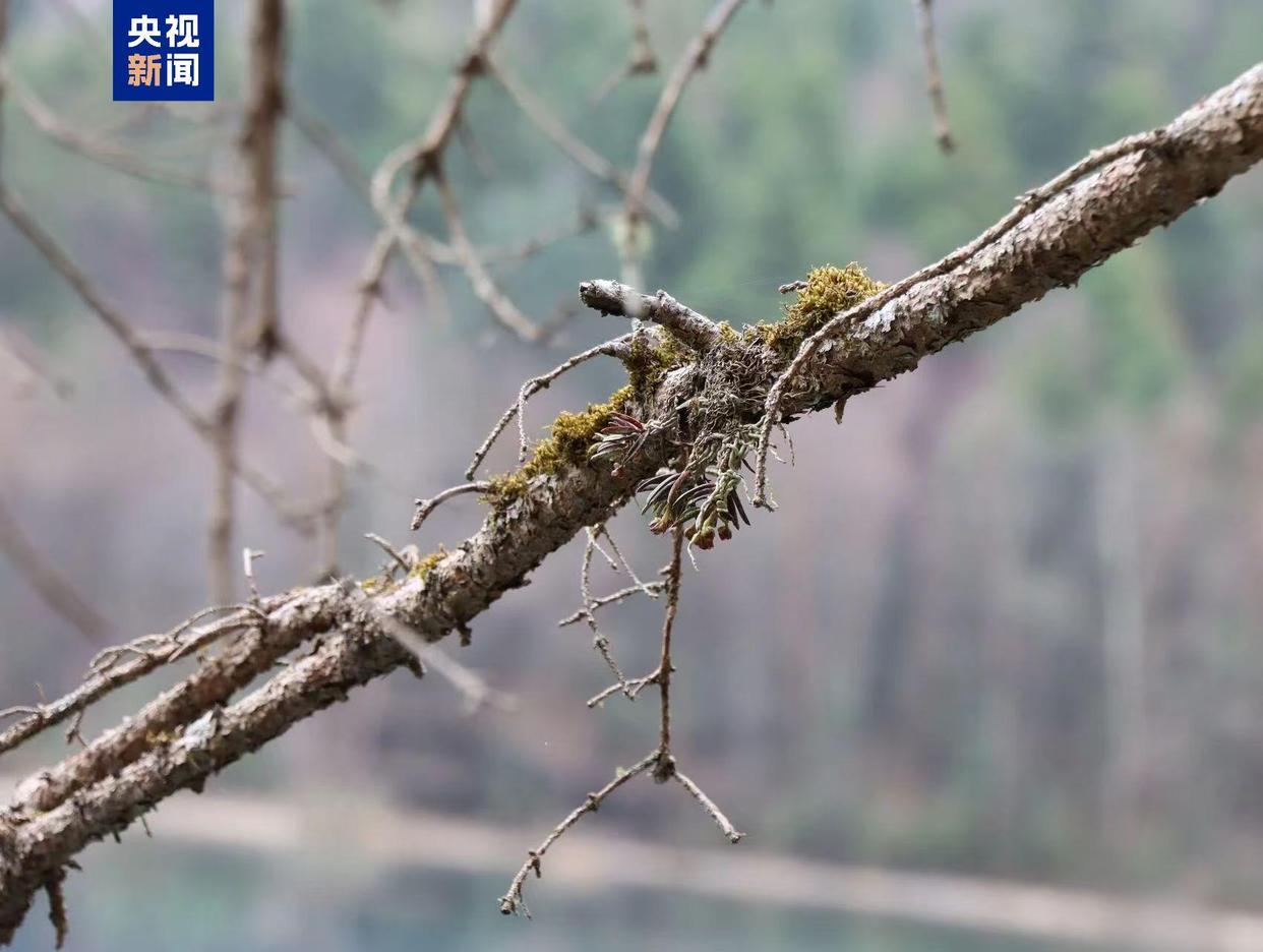 新物种+1 四川发现九寨沟盆距兰