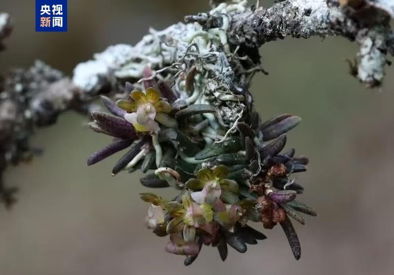 新物种+1 四川发现九寨沟盆距兰