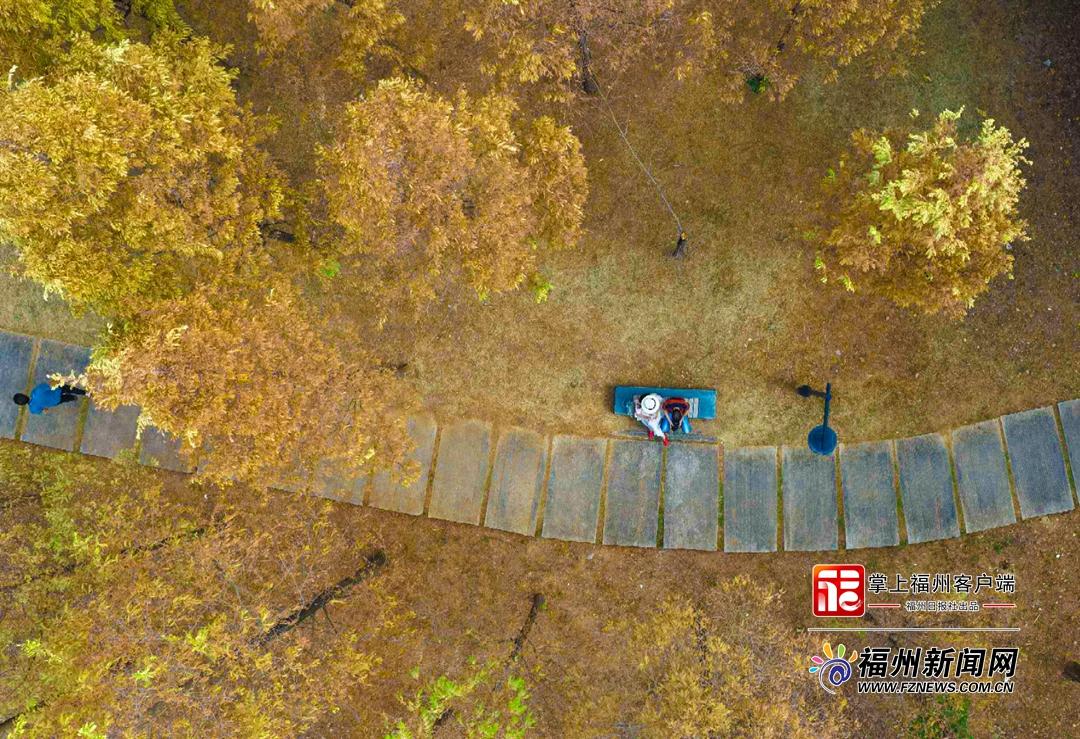 读城｜提前一个多月 乌龙江湿地收获秋日红杉